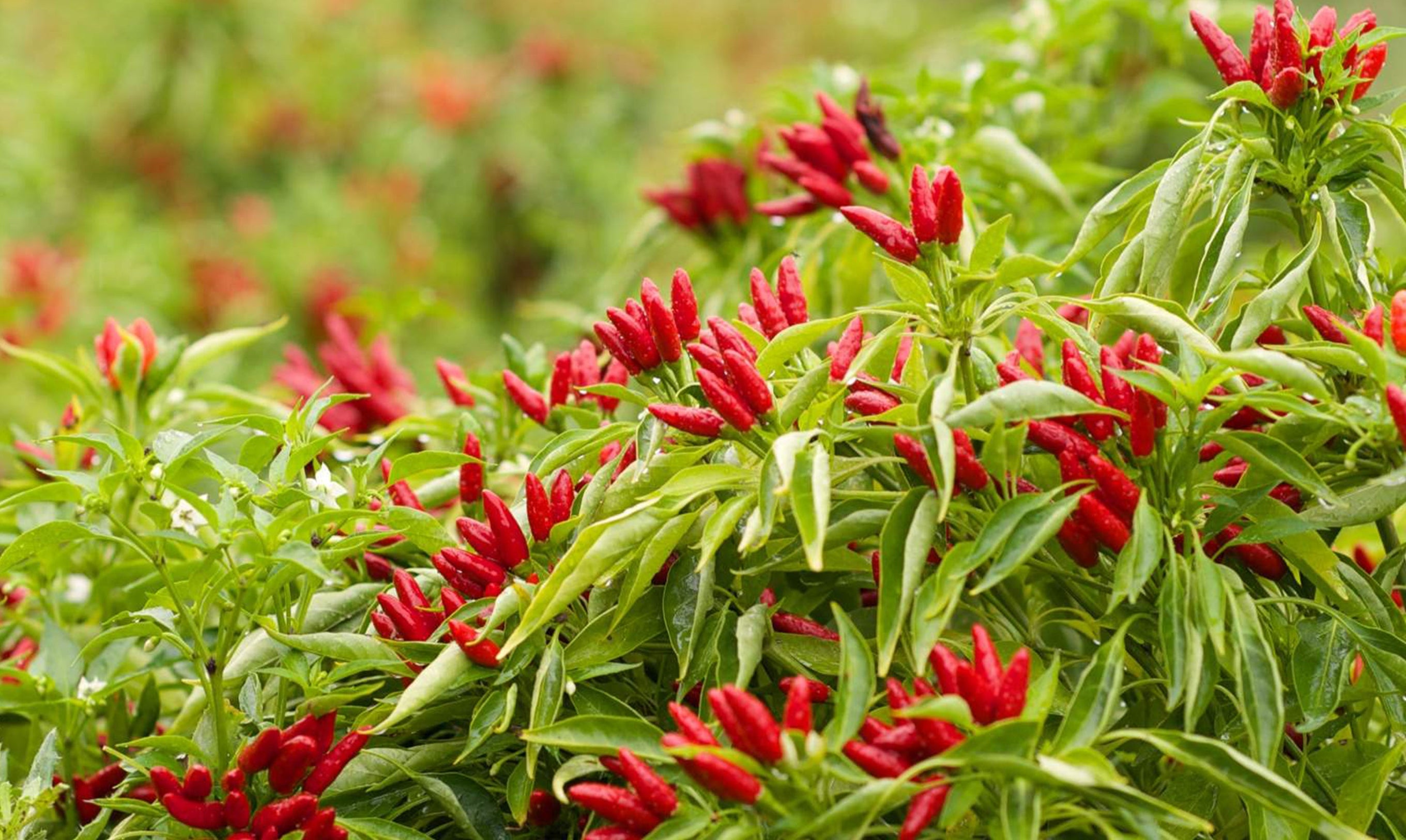 Die Ernte von nativem Olivenöl extra mit Aromen Die Ernte von nativem Olivenöl extra mit Aromen