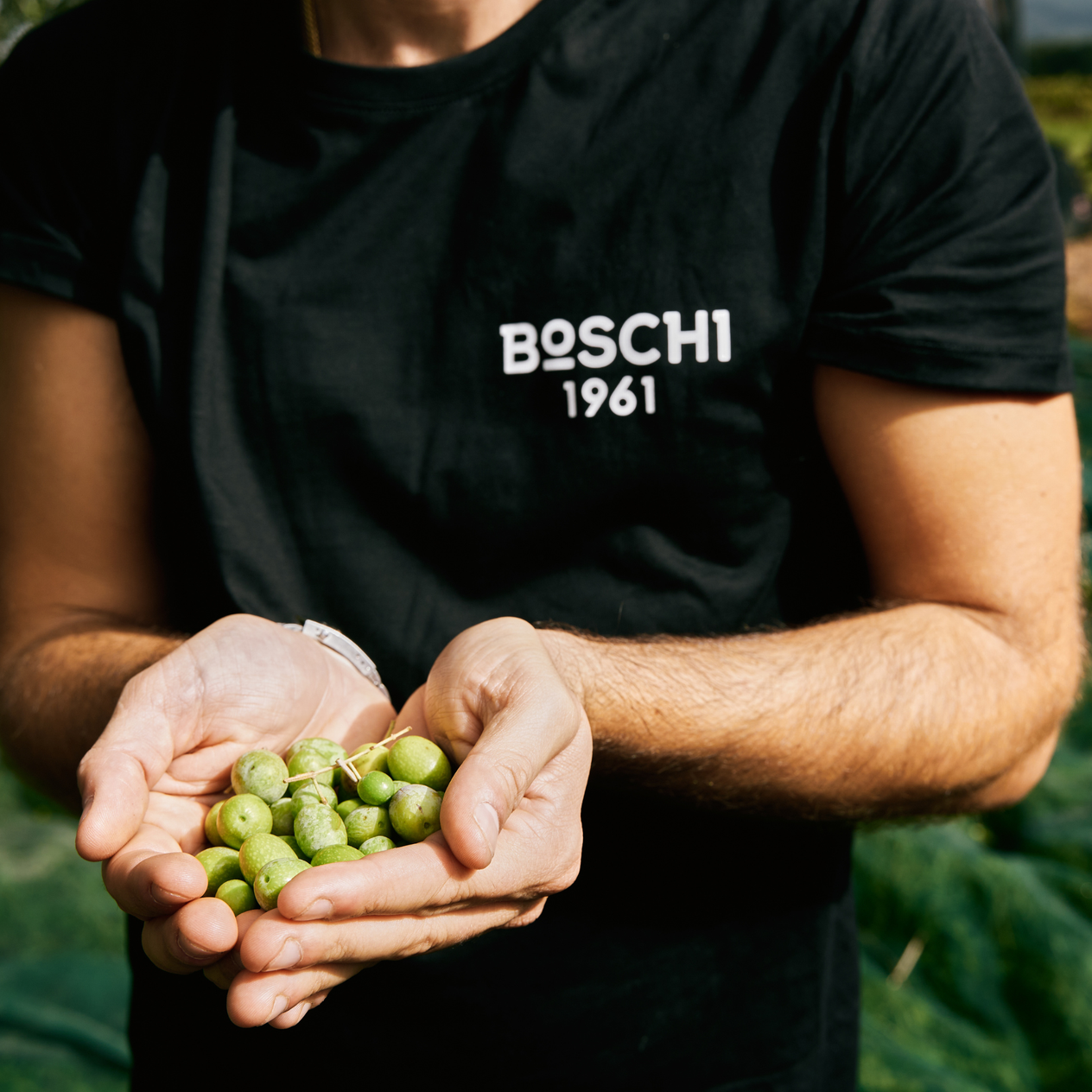 Novello Natives Olivenöl Extra 2025/2026 - Erste Ernte - 500ml