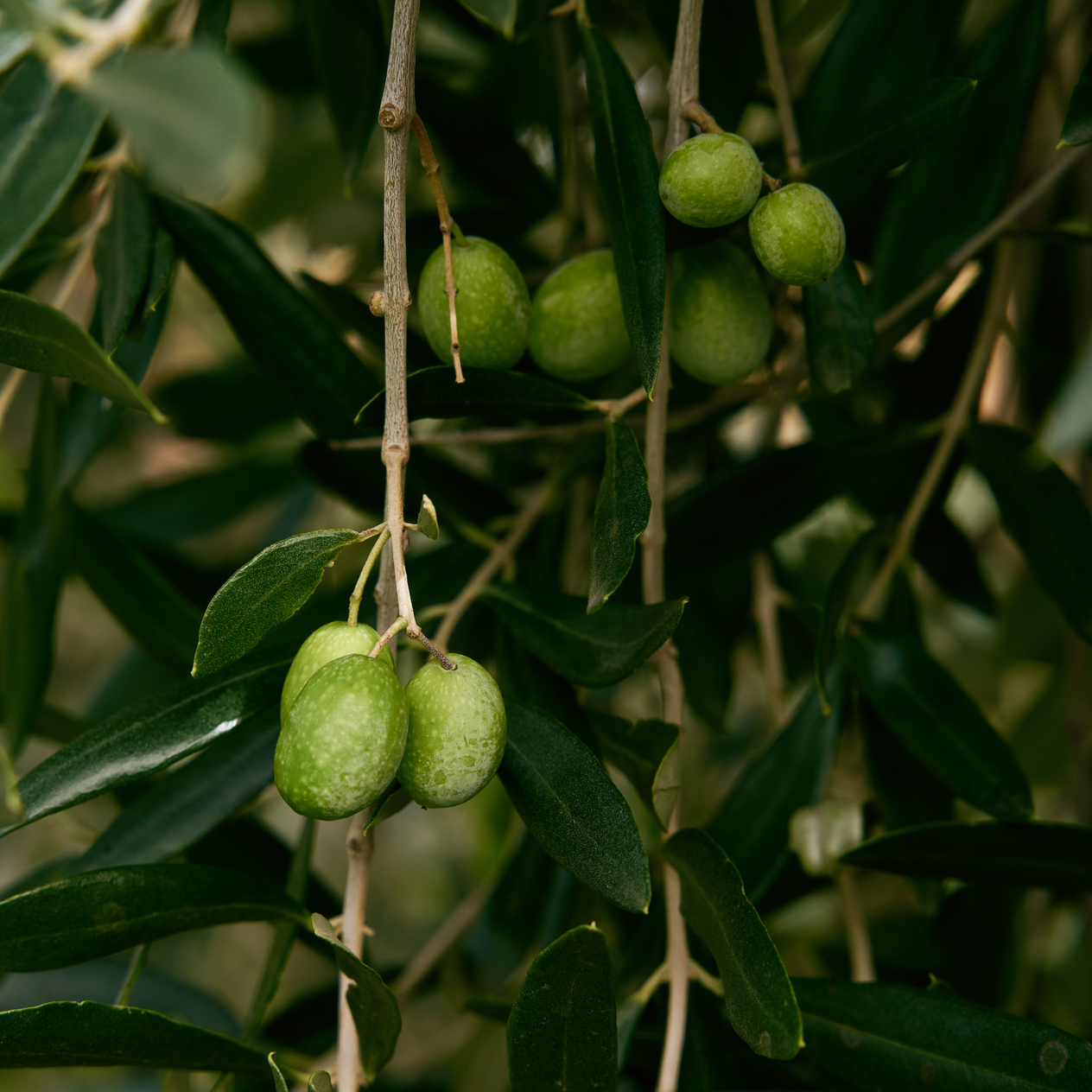 Novello Natives Olivenöl Extra 2025/2026 - Erste Ernte - 500ml